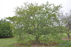 Magnolia 'Jane' — photo 2